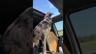 Living her best life!☀️✨#storm #stormy #catahoula #germanshepherd #catahoulamix #sunshine #feelgood