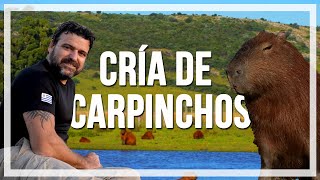 CRÍA de CARPINCHOS, especie AUTÓCTONA del Uruguay, programa Contacto