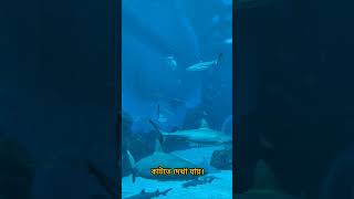 Shark থামলেই সমস্যা? 😳🦈#shark #facts #fishing #worldfacts #shorts #bangla #english