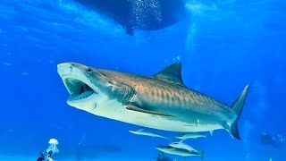 Tiger Beach Bahamas Aggressor, Sun April 6 - Dive 2, Shark Paradise