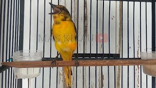 Kicau Burung Mantenan / Kuniran Gacor