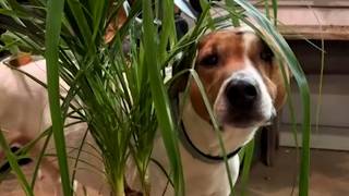 Dogs bizarre reaction to plant is a head scratcher