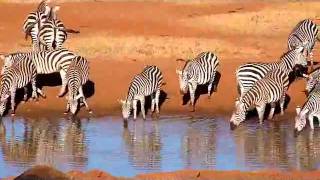 Kilaguni Serena - Zebra.mp4