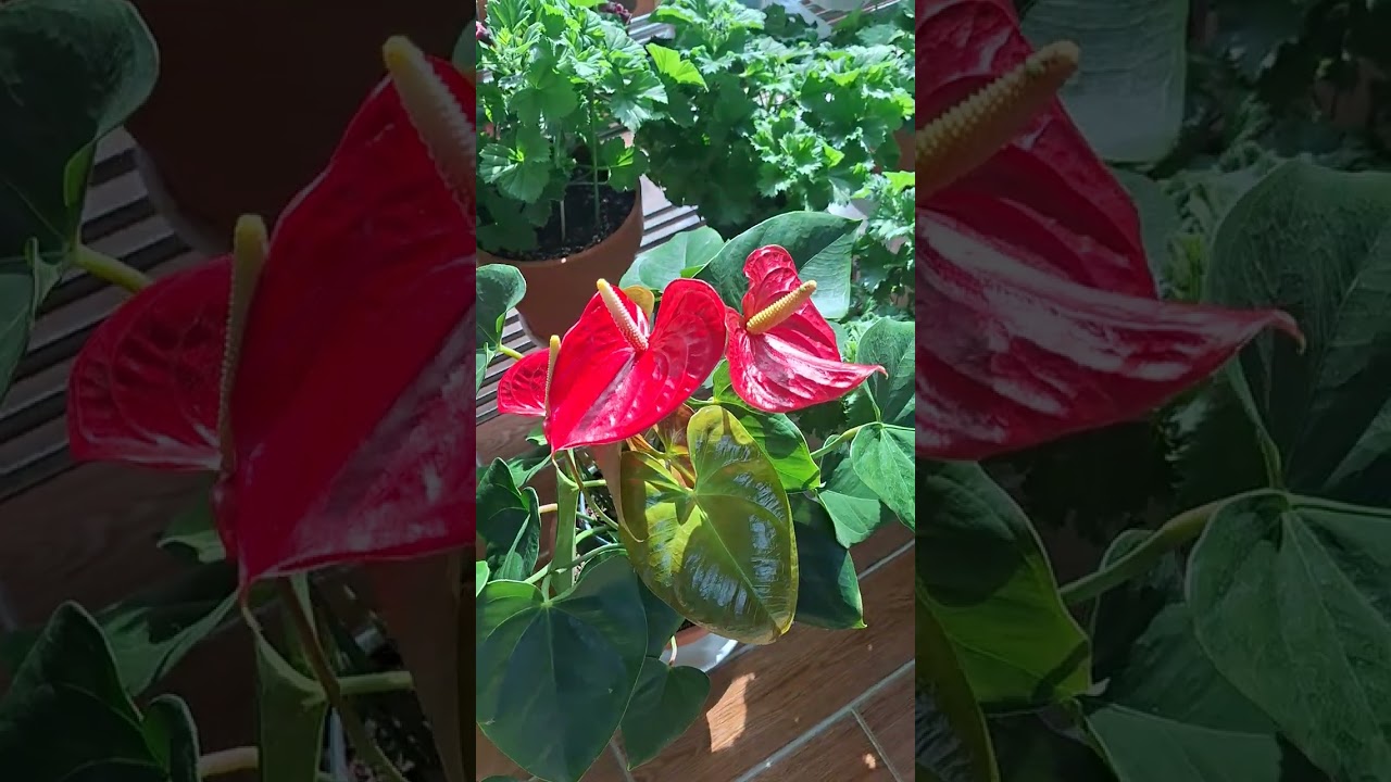 [택시아제 tv]  (우리집 귀요미 봄 꽃들 ) 