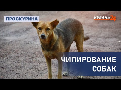 Чипирование собак |