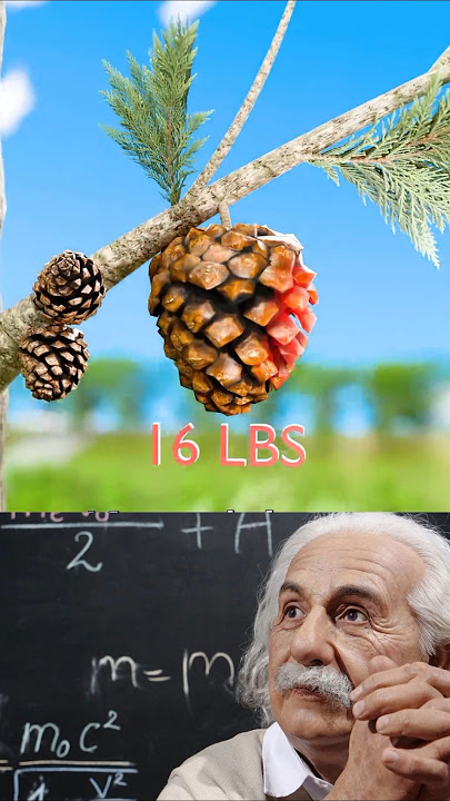 Man_s Skull Crushed By 16-Pound Pine Cone 😨(1080P_HD)