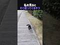 私を見るとすぐ走ってくるやつ
