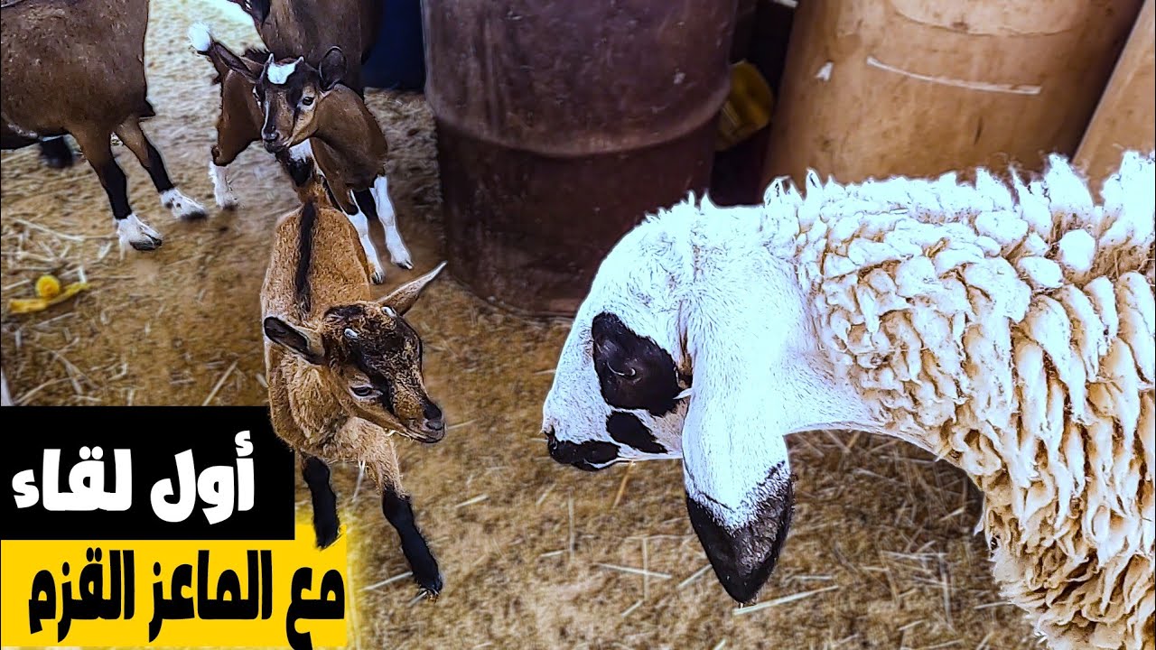 وصفة سحرية لعلاج ارتفاع ضغط الدم و البشمة عند الأغنام🐏/اخراج الماعز القزم🐐لأول مرة مع الماعز حنين