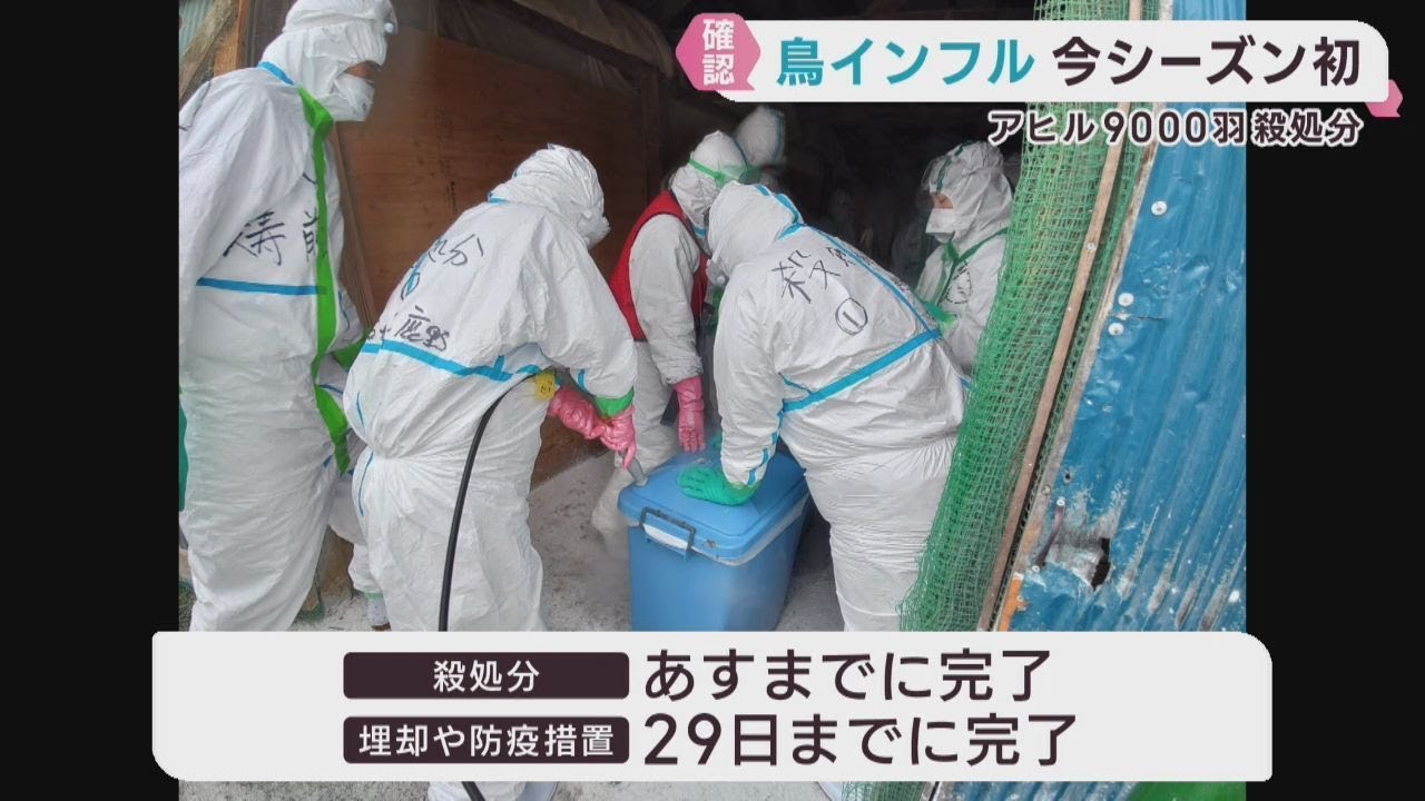 宮城・角田市の農場で鳥インフルエンザ確認 アヒル9000羽の処分が 
