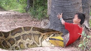 Primitive Technology: Simple DIY Python Snake Trap Using Yellow Bucket That Work 100%