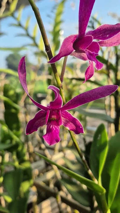 Anggrek minim media lebih aman dari busuk akar #orchid #flowers #plants #garden #ytshort