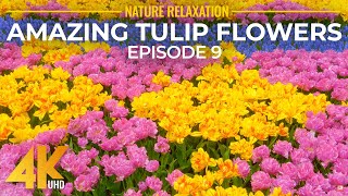 Amazing Flower Fields of Skagit Valley - Tulip Festival of 2022 - 4K Relaxation Video, Episode 9 screenshot 5