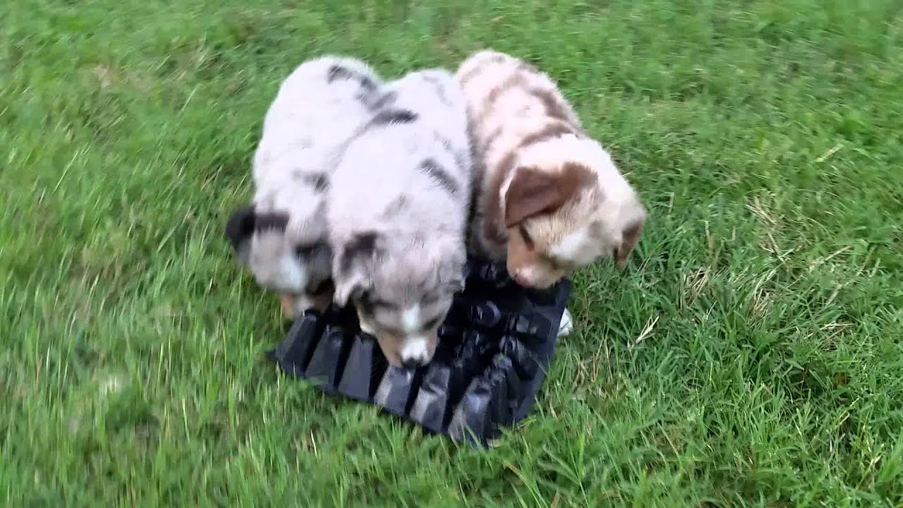 Puppies and the seed starter YouTube