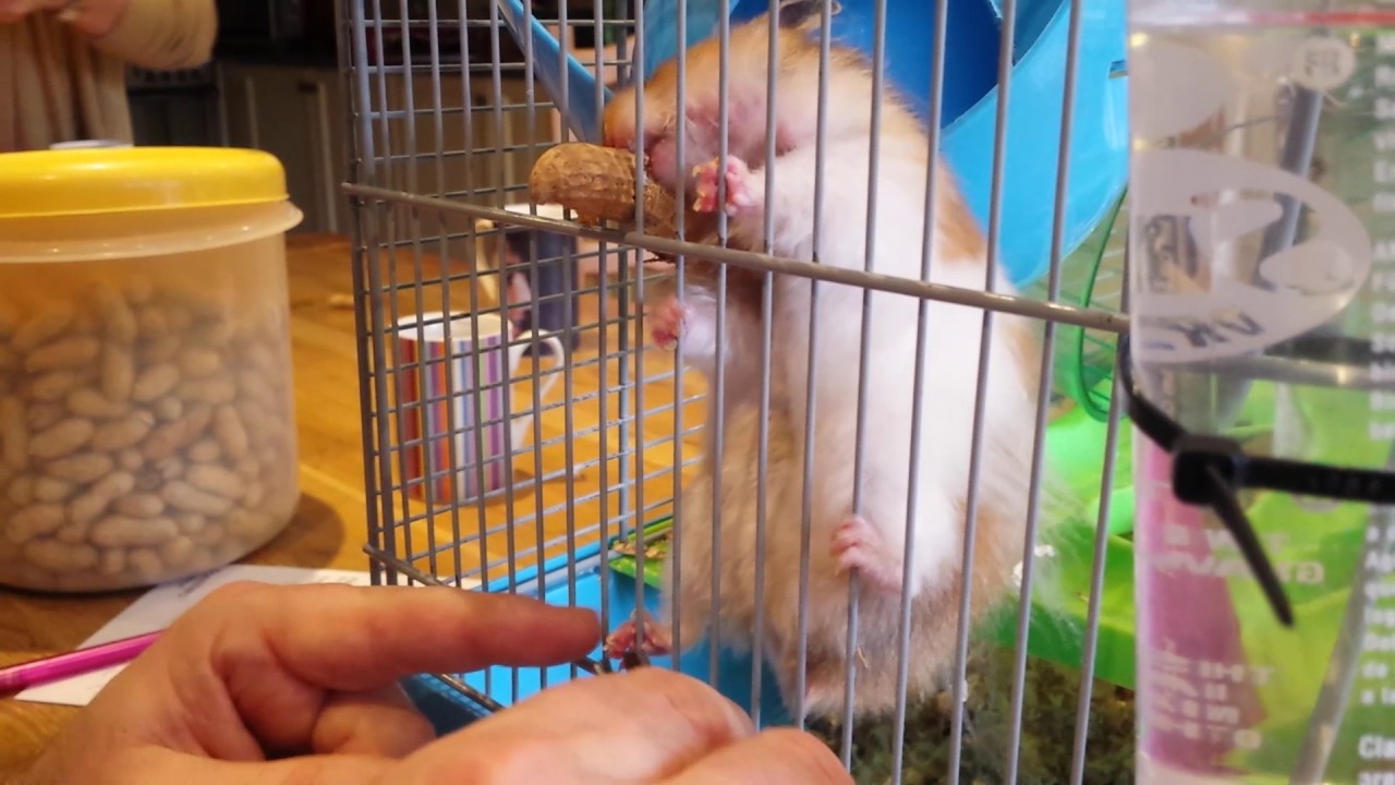 How to trim a hamsters nails YouTube