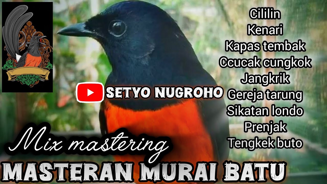 Masteran murai batu komninasi burung kecil gacor #masteran #muraibatu #kicaumania 