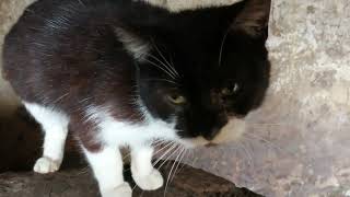 Cute Cat likes what she sees by Cats on the Farm 288 views 2 years ago 54 seconds