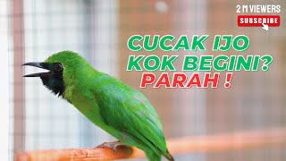 Pancingan Cucak Ijo Gacor Cepat Buat Menaikan Emosi Ijo Lain Seketika Langsung Jamtrok Bongkar Isian