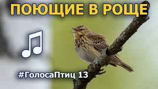 Апрельские голоса берёзовой рощи #ГолосаПтиц 13