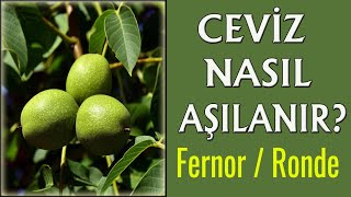 Fernor Nasıl Aşılanır I Ronde Nasıl Aşılanır I Ceviz Nasıl Aşılanır