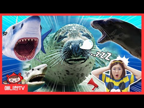 제주 아쿠아리움 숨바꼭질 ♥ 상어 물개 수족관 먹이 주기 가족 체험 [애니한TV]