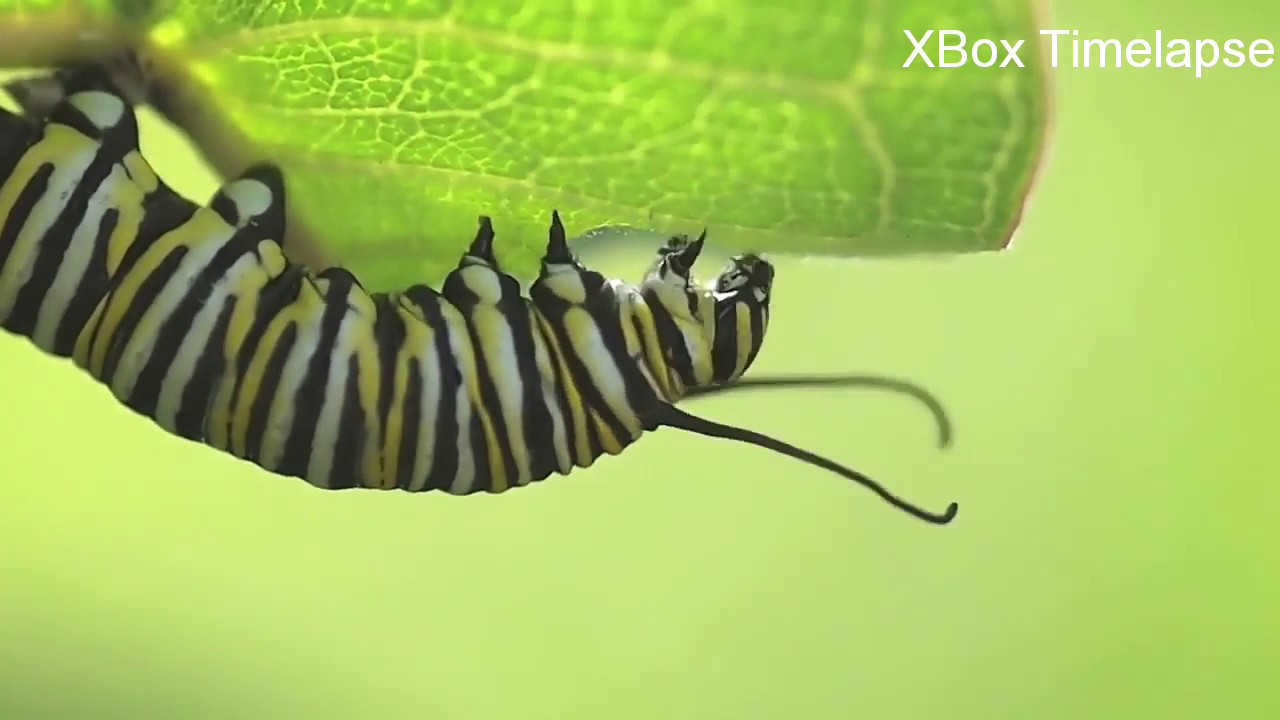 Catapiller Eating Leaves Time Lapse