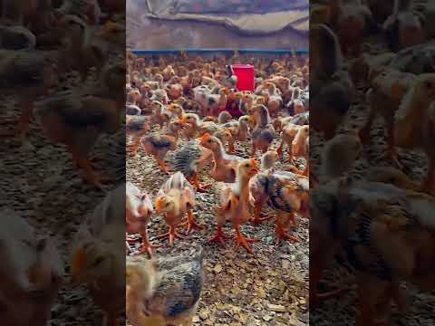 #raising_chicks #دجاج # تربيةـالدجاج