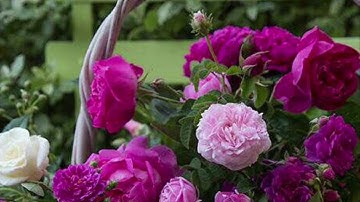 سورة يونس من الآية(98) إلى الآية (109)مكررة سبع مرات للشيخ /ماهر المعيقلي
