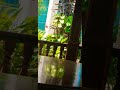 ស្អាតមហាស្អាត