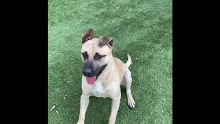 Meet Diesel A Terrier Pit Bull Currently Available For Adoption 8172020 30743 Pm