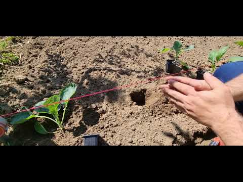 Vídeo: Plantes suggerides per a climes càlids: consells sobre jardineria a les zones 9-11