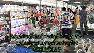 Aquarium​ Fish​ Market​ in​ Thailand​ ตลาด​ปลา​สวยงาม​ลาน​เร่​จตุจักร​🐟(27/03/2024)​