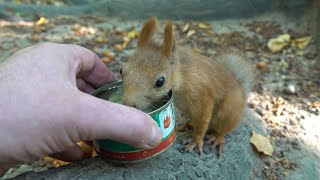 видео: Знакомые белки. И незнакомая мышь. Зарисовка/Familiar squirrels. And an unfamiliar mouse. The sketch картинка: Знакомые белки. И незнакомая мышь. Зарисовка/Familiar squirrels. And an unfamiliar mouse. The sketch