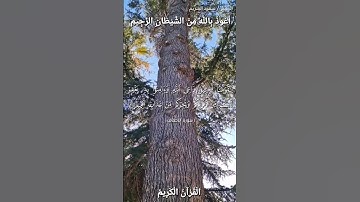 🌿القرآن الكريم 🌿ما تيسر من سورة الأحقاف •