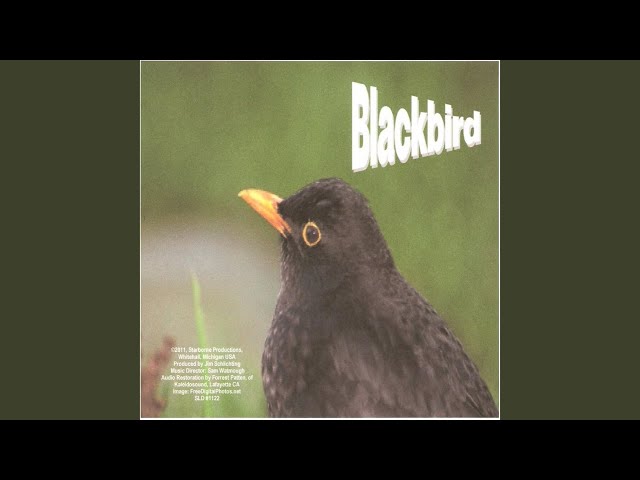 Elizabethan Synapse - Blackbird