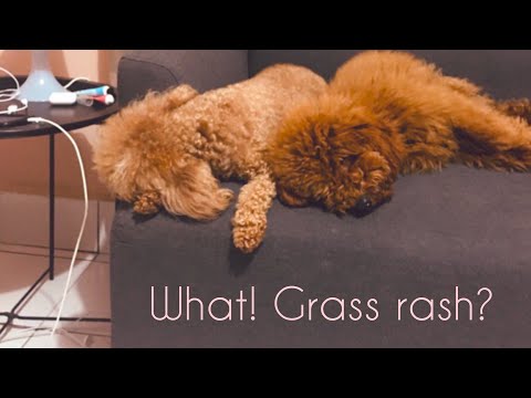 Video: Grass Rash: Jak To Vypadá, Jak Je Způsobeno, Co Dělat