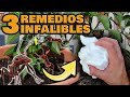 ¡TRUCO de ORO! ACABAR CON LAS HORMIGAS de las Plantas | Eliminar y Combatir Hormigas en Árboles