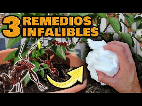 Video: Cómo deshacerse de las hormigas en las plantas de maceta: cómo mantener las hormigas fuera de las plantas de interior