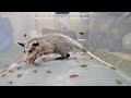 Baby opossum vs 1000 crickets asmr