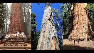 Biggest Trees In The World