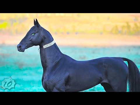 Wideo: Gniady koń. Najpiękniejszy koń