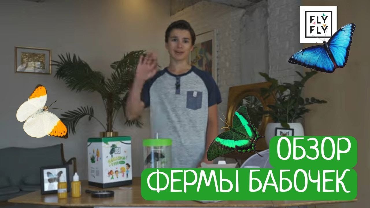 Ферма бабочек c живыми бабочками. Как Тихон собирает 