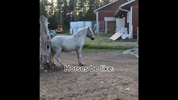 Thumbnail of Frfr😝 #song #horse #hearthorse #icelandichorse #equestrian #fyp #trending #shortvideo #funny #cute