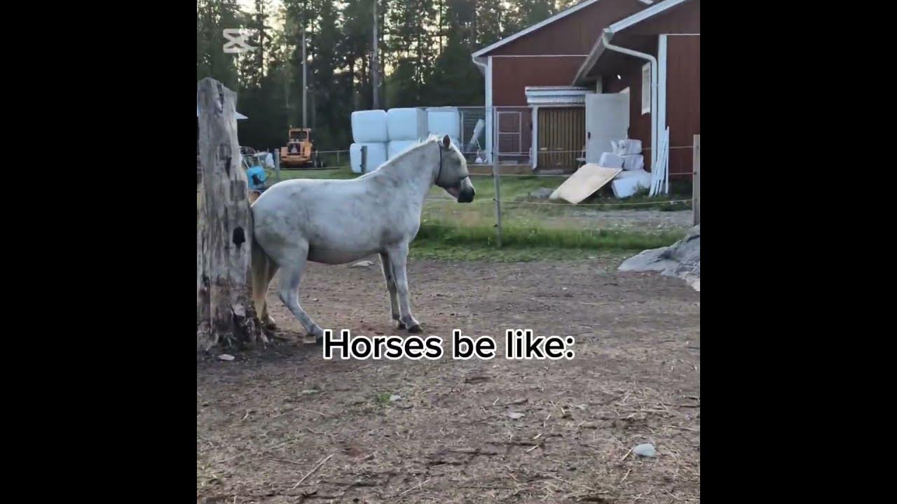 Frfr😝 #song #horse #hearthorse #icelandichorse #equestrian #fyp #trending #shortvideo #funny #cute