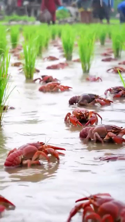 Beautiful green rice field full of lobsters. #survival #fishing #primitiveplus #nature #fishfarming