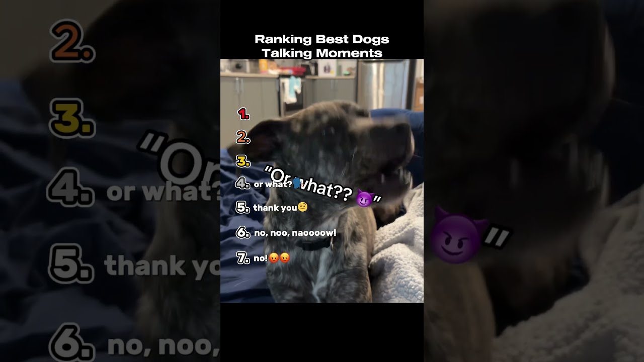 Ranking Best Dog Talking Moments