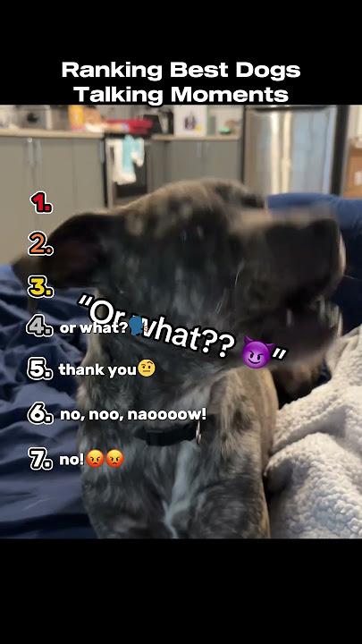 Ranking Best Dog Talking Moments