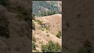 Farmers using anti hail storm net to protect apple farms. apple himachal weather