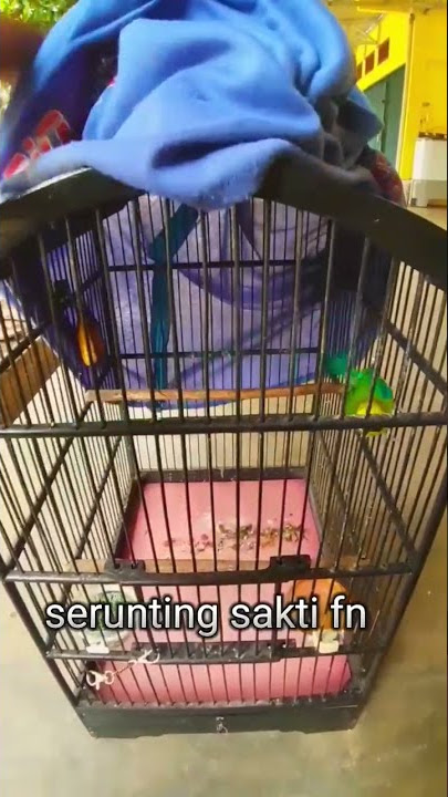 baru buka kerodong cucak ranting ini langsung ngamuk #shorts #cucakranting
