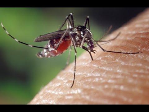 Video: Waarom Gaan Mensen Met Dengue Dood? Een Verkennend Overzicht Van Determinanten Voor Knokkelkoorts