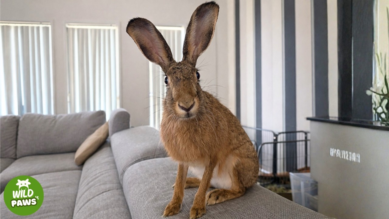 Lone Rabbit From Lonely Rabbit to Forever Home One Rescue Changed Everything - YouTube